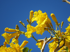 Tabebuia aurea