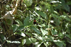 Heliconius erato hydara