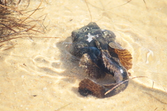 Halobatrachus didactylus