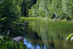 Platanthera aquilonis