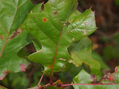 Polystepha globosa