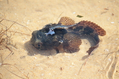 Halobatrachus didactylus