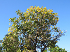 Tabebuia aurea
