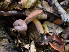 Lactarius aurantiacus