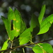 Ficus dendrocida - Photo 由 Mateo Hernandez Schmidt 所上傳的 (c) Mateo Hernandez Schmidt，保留部份權利CC BY-NC-SA