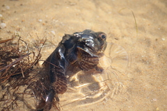 Halobatrachus didactylus