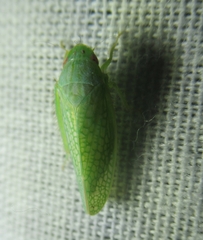 Rugosana querci