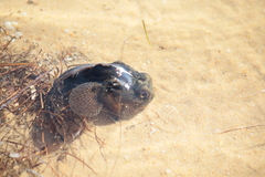 Halobatrachus didactylus