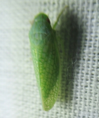 Rugosana querci