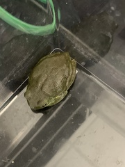 Hyla gratiosa