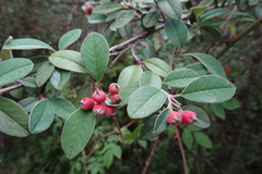 Cotoneaster pannosus