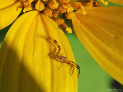 Misumenops maculissparsus