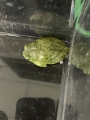 Hyla gratiosa