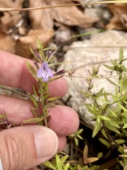 Hedeoma hyssopifolia