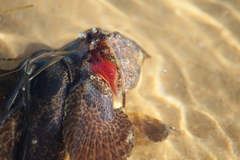 Halobatrachus didactylus