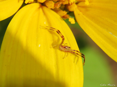 Misumenops maculissparsus