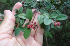 Cotoneaster pannosus