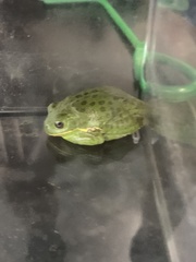 Hyla gratiosa