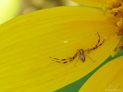 Misumenops maculissparsus