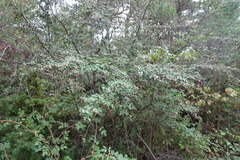 Cotoneaster pannosus