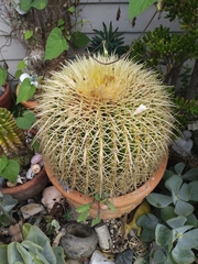 Kroenleinia grusonii