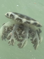 Cassiopea frondosa