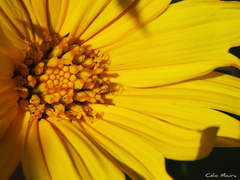 Tithonia diversifolia