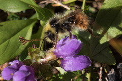 Bombus wurflenii