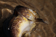 Halobatrachus didactylus
