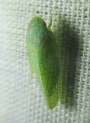 Rugosana querci