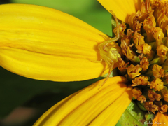 Misumenops maculissparsus