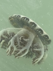 Cassiopea frondosa