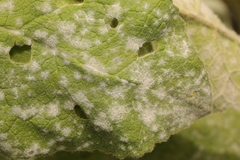 Golovinomyces verbasci