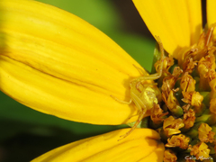 Misumenops maculissparsus