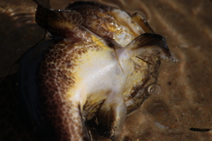 Halobatrachus didactylus