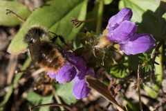 Bombus wurflenii
