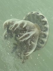 Cassiopea frondosa