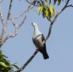 Ducula myristicivora