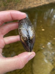 Strophitus undulatus