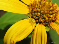 Misumenops maculissparsus