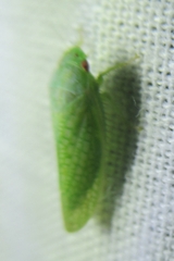 Rugosana querci