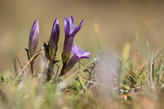Gentianella germanica