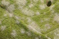 Golovinomyces verbasci