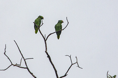 Amazona autumnalis