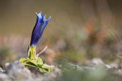 Gentiana clusii