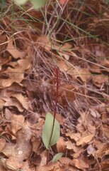 Tamayorkis wendtii