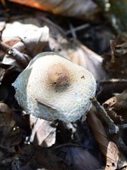 Lepiota magnispora