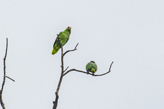 Amazona autumnalis