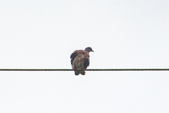 Patagioenas cayennensis