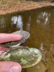 Strophitus undulatus